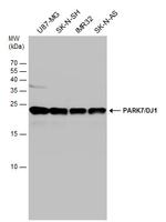 DJ-1 Antibody in Western Blot (WB)