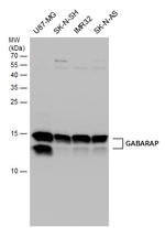 GABARAP Antibody in Western Blot (WB)