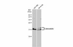 Calmodulin Antibody in Western Blot (WB)