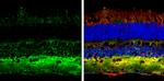 Contactin 1 Antibody in Immunohistochemistry (Frozen) (IHC (F))