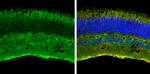 Contactin 1 Antibody in Immunohistochemistry (Frozen) (IHC (F))