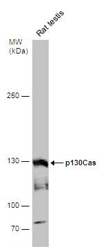 p130Cas Antibody in Western Blot (WB)