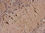 Dopamine Transporter Antibody in Immunohistochemistry (Paraffin) (IHC (P))