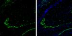 DPP6 Antibody in Immunohistochemistry (Frozen) (IHC (F))