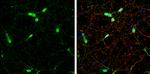 NSE Antibody in Immunocytochemistry (ICC/IF)