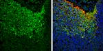 NSE Antibody in Immunohistochemistry (Frozen) (IHC (F))