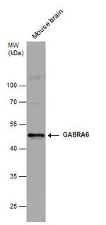 GABRA6 Antibody in Western Blot (WB)