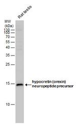 Orexin B Antibody in Western Blot (WB)