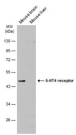 HTR4 Antibody in Western Blot (WB)