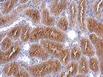 IHH Antibody in Immunohistochemistry (Paraffin) (IHC (P))