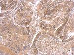 IHH Antibody in Immunohistochemistry (Paraffin) (IHC (P))