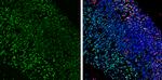 LIM1 Antibody in Immunohistochemistry (Frozen) (IHC (F))