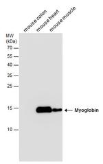 Myoglobin Antibody in Western Blot (WB)