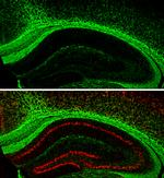 MBP Antibody in Immunohistochemistry (Frozen) (IHC (F))