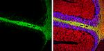 MBP Antibody in Immunohistochemistry (Frozen) (IHC (F))