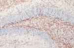 MBP Antibody in Immunohistochemistry (Paraffin) (IHC (P))