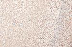 MBP Antibody in Immunohistochemistry (Paraffin) (IHC (P))