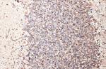 MBP Antibody in Immunohistochemistry (Paraffin) (IHC (P))