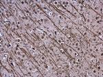 MBP Antibody in Immunohistochemistry (Paraffin) (IHC (P))