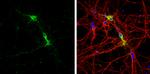 MOG Antibody in Immunocytochemistry (ICC/IF)