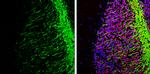 MOG Antibody in Immunohistochemistry (Frozen) (IHC (F))