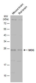 MOG Antibody in Western Blot (WB)