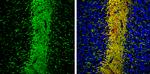 MAP6 Antibody in Immunohistochemistry (Frozen) (IHC (F))