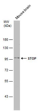 MAP6 Antibody in Western Blot (WB)