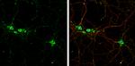 TrkB Antibody in Immunocytochemistry (ICC/IF)