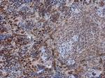 Phospho-PDCD4 (Ser457) Antibody in Immunohistochemistry (Paraffin) (IHC (P))