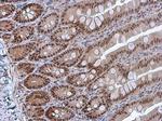 Phospho-PDCD4 (Ser457) Antibody in Immunohistochemistry (Paraffin) (IHC (P))