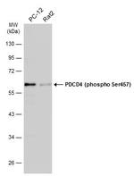 Phospho-PDCD4 (Ser457) Antibody in Western Blot (WB)