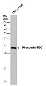 PDC Antibody in Western Blot (WB)