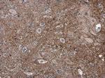 pan Synuclein Antibody in Immunohistochemistry (Paraffin) (IHC (P))