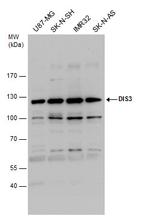 DIS3 Antibody in Western Blot (WB)