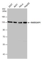 RAB3GAP1 Antibody in Western Blot (WB)