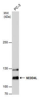 NEDD4L Antibody in Western Blot (WB)