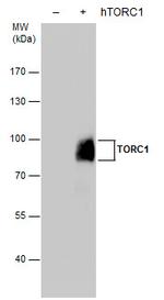 Torc1 Antibody in Western Blot (WB)