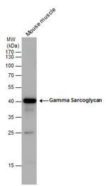 SGCG Antibody in Western Blot (WB)