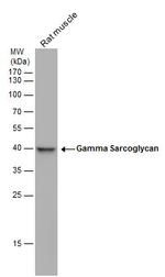 SGCG Antibody in Western Blot (WB)