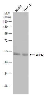 WIPI2 Antibody in Western Blot (WB)