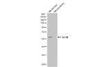 GLS2 Antibody in Western Blot (WB)