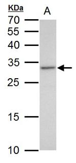 VENTX Antibody in Western Blot (WB)