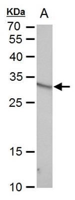 VENTX Antibody in Western Blot (WB)