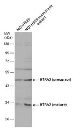 HTRA2 Antibody in Western Blot (WB)