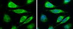 Lass2 Antibody in Immunocytochemistry (ICC/IF)