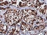 SOX8 Antibody in Immunohistochemistry (Paraffin) (IHC (P))