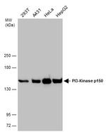 PIK3R4 Antibody in Western Blot (WB)