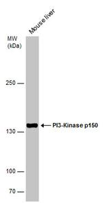 PIK3R4 Antibody in Western Blot (WB)