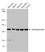 PIK3R4 Antibody in Western Blot (WB)